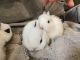 Dwarf Hotot Rabbits for sale in Skokie, IL, USA. price: NA