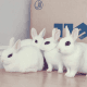 Dwarf Hotot Rabbits