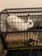 Dwarf Hotot Rabbits for sale in Little Rock, AR, USA. price: NA