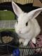 Dwarf Hotot Rabbits for sale in Phillips Ranch, CA 91766, USA. price: NA