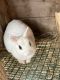 Dwarf Hotot Rabbits for sale in Middleborough, MA, USA. price: $50