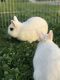 Dwarf Hotot Rabbits for sale in Bakersfield, CA 93306, USA. price: $25