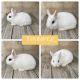Dwarf Hotot Rabbits for sale in Bakersfield, CA 93306, USA. price: $125