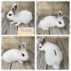 Dwarf Hotot Rabbits for sale in Bakersfield, CA 93306, USA. price: $65