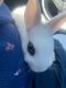 Dwarf Hotot Rabbits for sale in North Park, San Diego, CA, USA. price: $65
