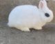 Dwarf Hotot Rabbits for sale in Bakersfield, CA 93306, USA. price: $125