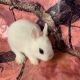Dwarf Hotot Rabbits for sale in Schenectady, New York. price: $75