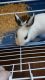 Dwarf Hotot Rabbits for sale in Richmond, IN 47374, USA. price: NA