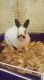 Dwarf Hotot Rabbits for sale in Spring Arbor, MI 49283, USA. price: NA