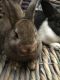 Dwarf Hotot Rabbits for sale in Kendall, FL, USA. price: NA