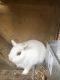 Dwarf Hotot Rabbits for sale in Robert Lacey Rd, Abell, MD 20606, USA. price: NA