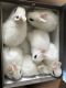 Dwarf Hotot Rabbits for sale in Auburn Hills, MI, USA. price: NA