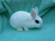 Dwarf Hotot Rabbits for sale in Three Rivers, MI 49093, USA. price: NA