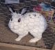 Dwarf Rabbit Rabbits for sale in 7024 W 95th Pl, Oak Lawn, IL 60453, USA. price: NA