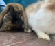 Dwarf Rabbit Rabbits for sale in Monroe County, PA, USA. price: NA
