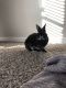 Dwarf Rabbit Rabbits for sale in Columbia, SC, USA. price: NA