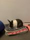 Dwarf Rabbit Rabbits for sale in Brooklyn, NY 11221, USA. price: NA