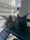 Dwarf Rabbit Rabbits for sale in Huntersville, NC 28078, USA. price: NA