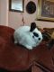 Dwarf Rabbit Rabbits for sale in Los Fresnos, TX 78566, USA. price: $65