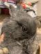 Dwarf Rabbit Rabbits for sale in Hemet, CA, USA. price: NA