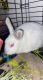 Dwarf Rabbit Rabbits for sale in 1220 W Bard Rd, Muskegon, MI 49445, USA. price: NA