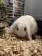 Dwarf Rabbit Rabbits for sale in Essex Junction, Essex, VT, USA. price: NA