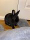 Dwarf Rabbit Rabbits for sale in Upper Chichester, PA 19014, USA. price: NA