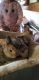 Dwarf Rabbit Rabbits for sale in Brentwood, CA 94513, USA. price: $50