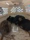 Dwarf Rabbit Rabbits for sale in Queens, NY, USA. price: NA