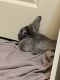 Dwarf Rabbit Rabbits for sale in Bluffdale, UT 84065, USA. price: NA