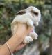 Dwarf Rabbit Rabbits for sale in Aliso Viejo, CA, USA. price: $38