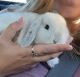 Dwarf Rabbit Rabbits for sale in Oceanside, CA, USA. price: $120