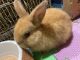Dwarf Rabbit Rabbits for sale in West Covina, CA, USA. price: NA