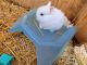 Dwarf Rabbit Rabbits for sale in Bay Shore, NY 11706, USA. price: $40