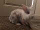 Dwarf Rabbit Rabbits for sale in Spring, TX 77373, USA. price: $100