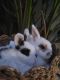 Dwarf Rabbit Rabbits for sale in Walnut, CA, USA. price: NA