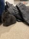 Dwarf Rabbit Rabbits for sale in 1335 Cloverdale Rd, Tuscaloosa, AL 35401, USA. price: $15