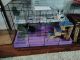 Dwarf Rabbit Rabbits for sale in St Peters, MO, USA. price: NA