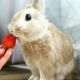Dwarf Rabbit Rabbits for sale in Cleveland, OH, USA. price: NA