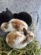 Dwarf Rabbit Rabbits for sale in Pleasant Valley, IA 52722, USA. price: $100