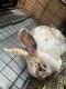 Dwarf Rabbit Rabbits for sale in Kansas City, KS, USA. price: $15