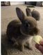 Dwarf Rabbit Rabbits for sale in Tampa, FL, USA. price: $200