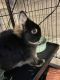 Dwarf Rabbit Rabbits for sale in Erwin, NC, USA. price: $300