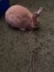Dwarf Rabbit Rabbits for sale in Milwaukee, WI, USA. price: $385