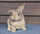 Dwarf Rabbit Rabbits for sale in Hillsboro, OR, USA. price: NA
