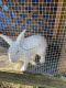 Dwarf Rabbit Rabbits for sale in Lehigh Acres, FL, USA. price: $25