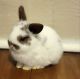 Dwarf Rabbit Rabbits for sale in Smithfield, NC 27577, USA. price: $40