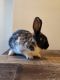 Dwarf Rabbit Rabbits for sale in North Branford, CT 06471, USA. price: $15