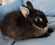 Dwarf Rabbit Rabbits for sale in Anaheim Hills, Anaheim, CA, USA. price: $75
