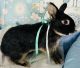 Dwarf Rabbit Rabbits for sale in Anaheim Hills, Anaheim, CA, USA. price: NA